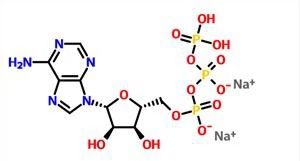 Adenosina trifosfato disodico CAS NO. 987-65-5